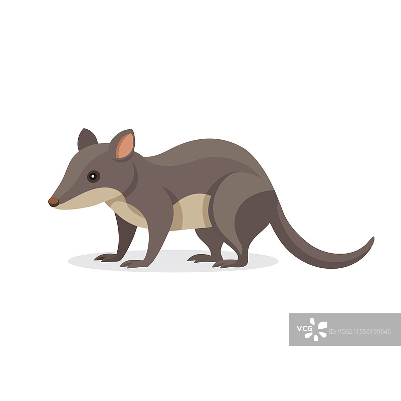 孤立在白色背景上的鼩鼱动物图片素材