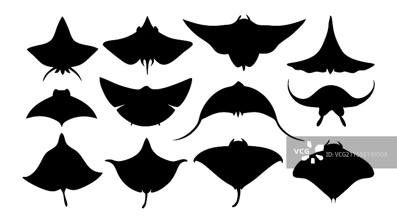 扁平化的黄貂鱼轮廓集，孤立展示图片素材