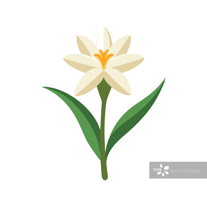 孤立的晚香玉花朵，平放在白色背景上图片素材