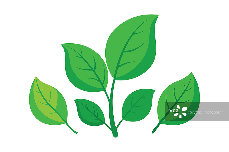 鲜艳的绿色叶子在白色背景上独立展示图片素材