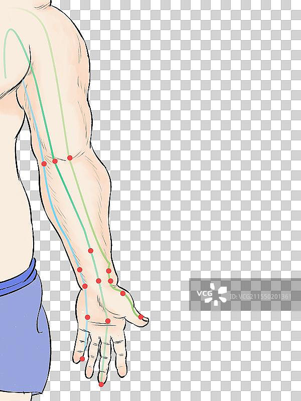 插画-中医穴位针灸手臂心包经肺经心经图片素材