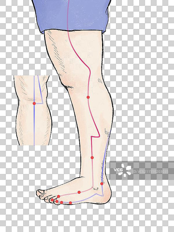 插画-中医人体足阳经膀胱经胆经穴位针灸图片素材