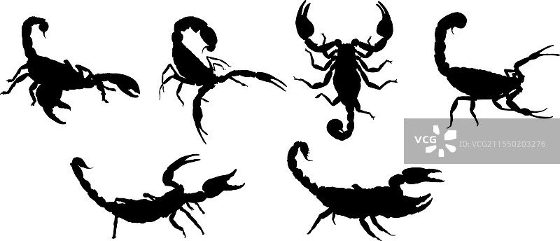 蝎子剪影图片素材
