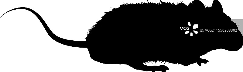 老鼠剪影图片素材