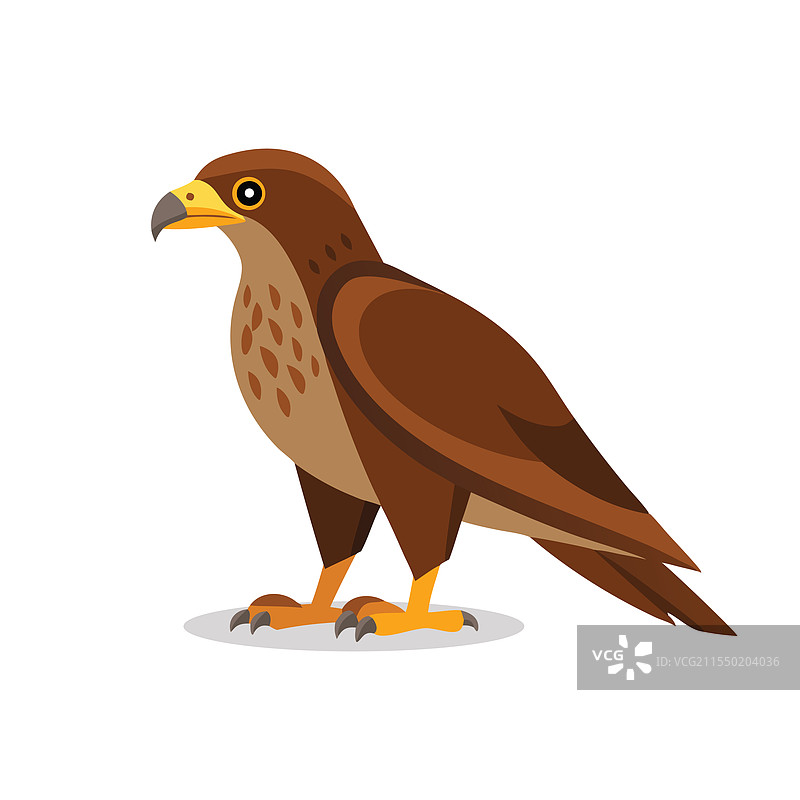 孤立在白色背景上的秃鹰图片素材