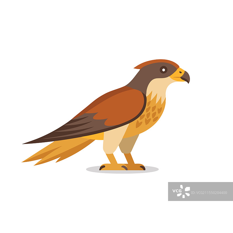 孤立在白色背景上的猎鹰动物图片素材