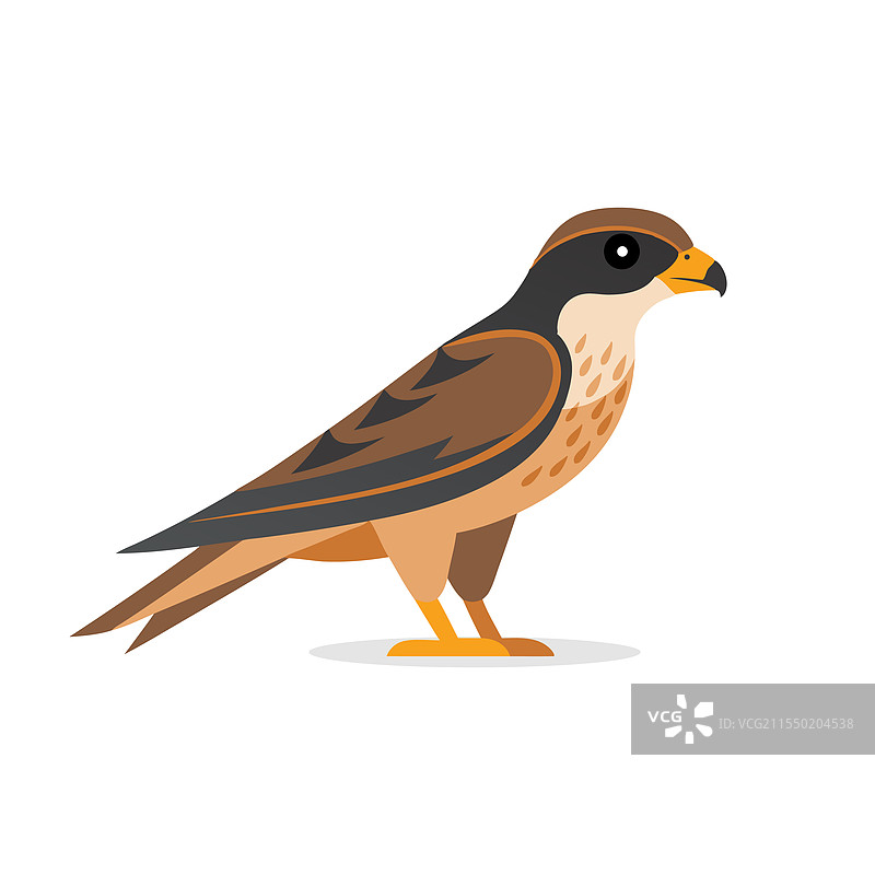 孤立在白色背景上的雀鹰动物图片素材