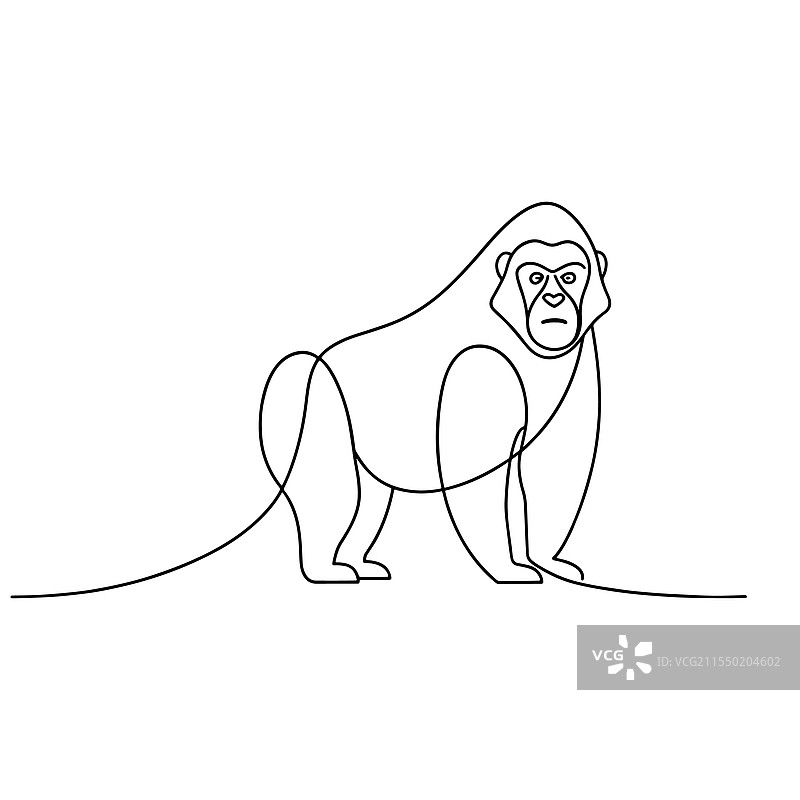 白色背景上的大猩猩动物连续线条艺术图图片素材