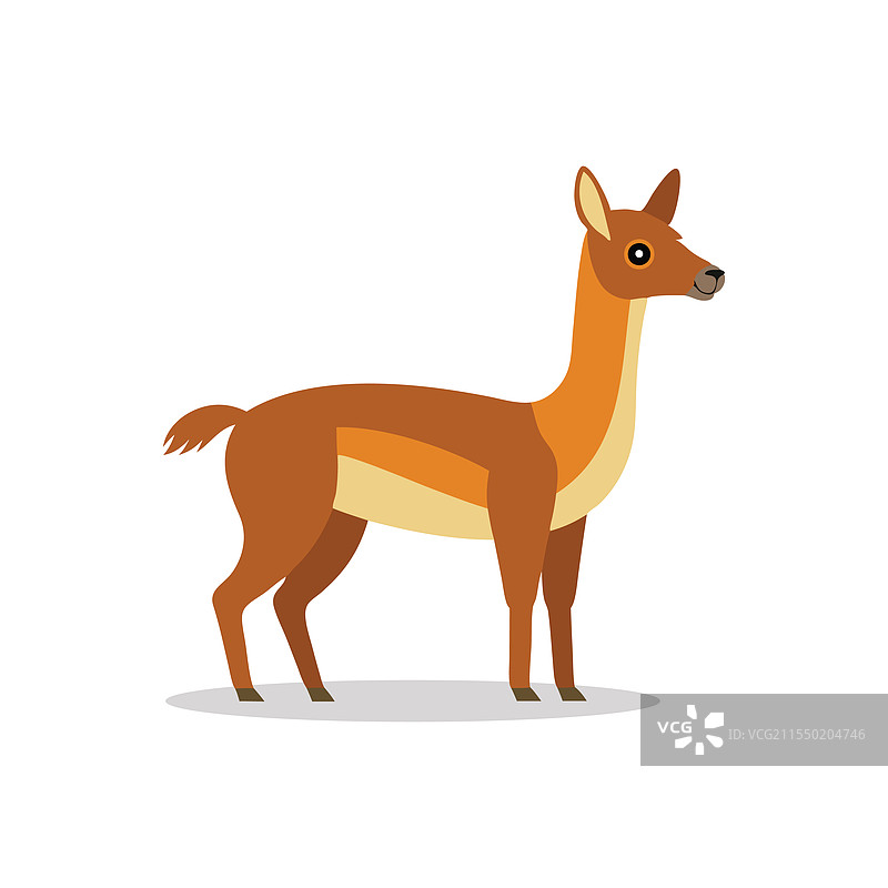 孤独的华南骆驼动物，白色背景上平铺展示图片素材