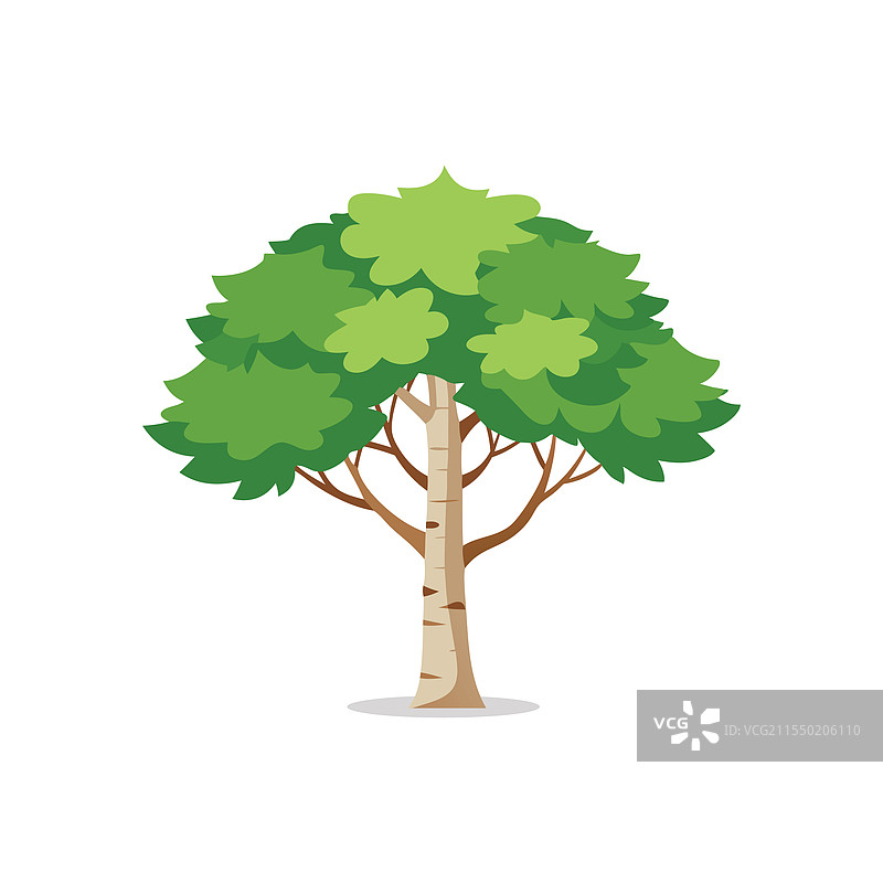 孤立的河桦树，平放在白色背景上图片素材