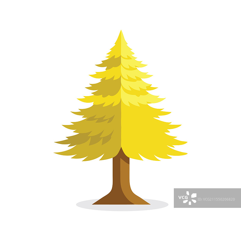 孤立在白色背景上的黄杉树图片素材