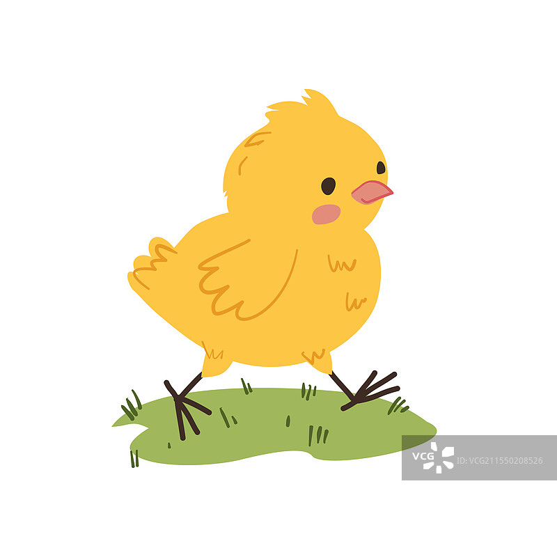 可爱的小黄鸡在草地上走动图片素材