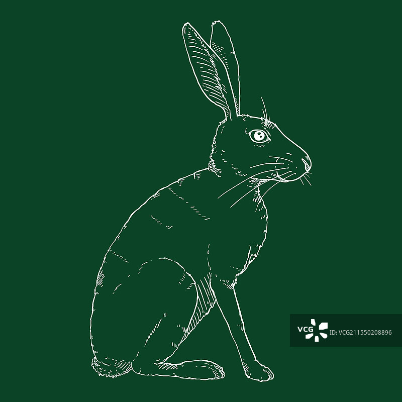 坐着的兔子粉笔素描图片素材