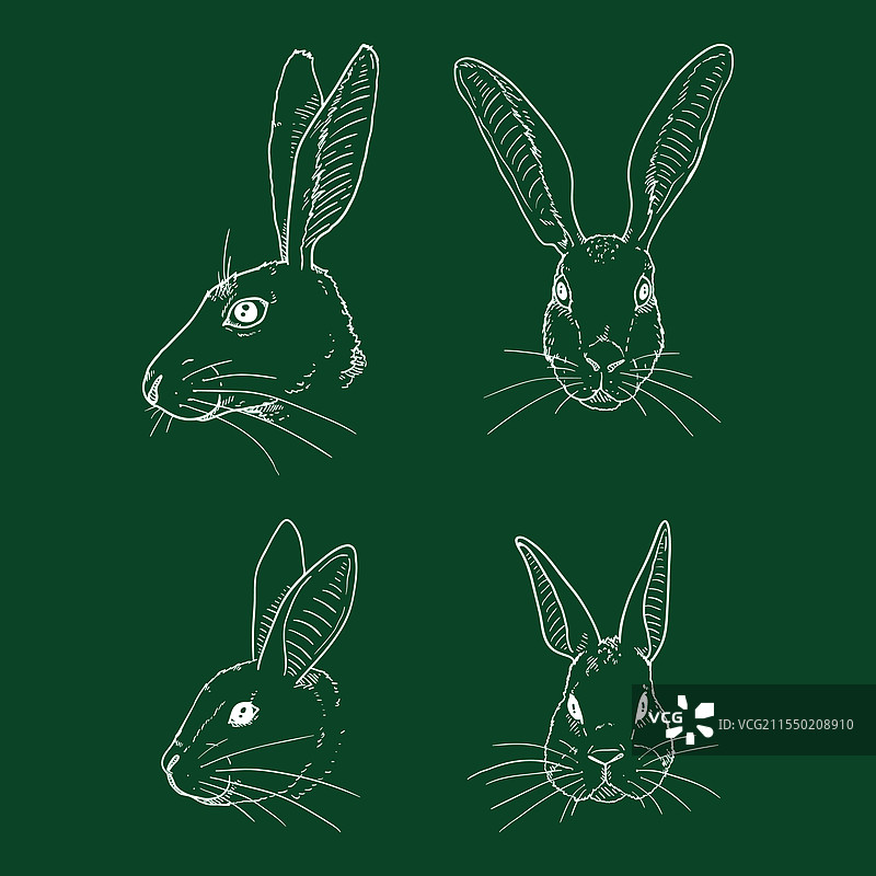 一组粉笔素描的兔子和野兔的嘴部特写图片素材