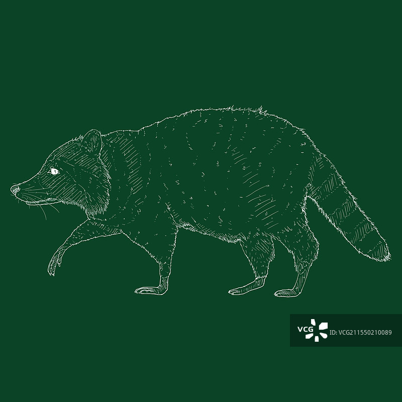 行走的浣熊粉笔素描图片素材