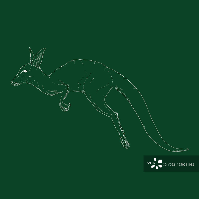 侧面跳跃的袋鼠图片素材