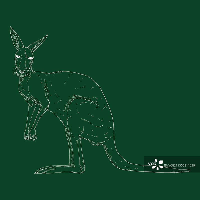 粉笔素描的站立袋鼠图片素材