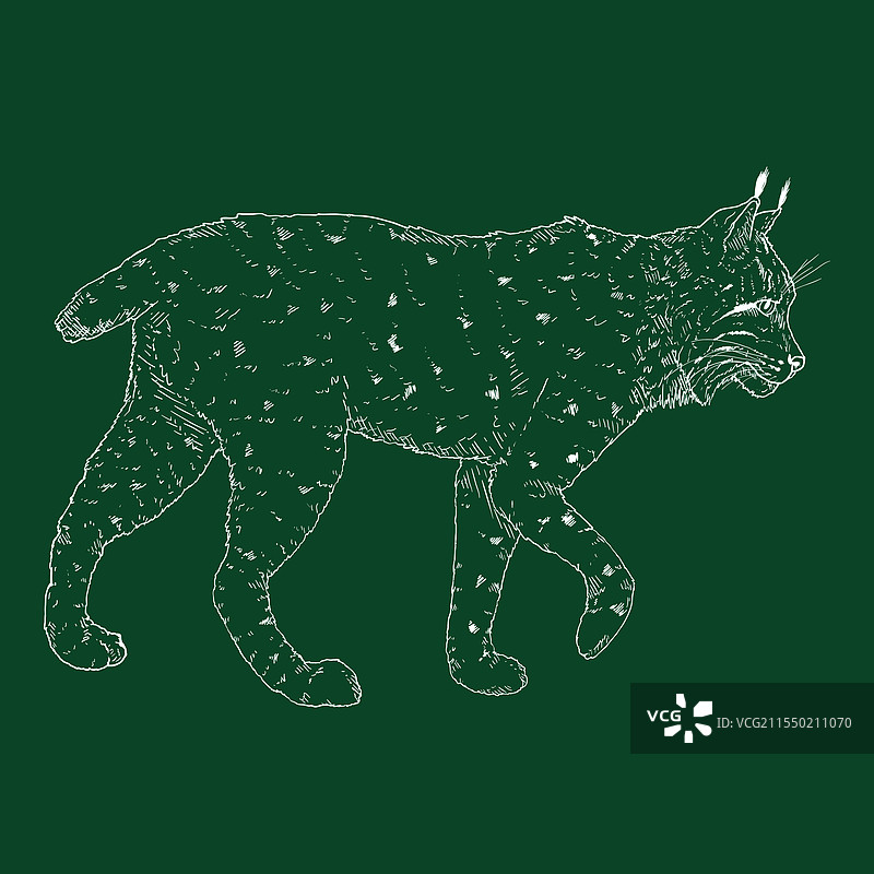 粉笔素描的猞猁图片素材