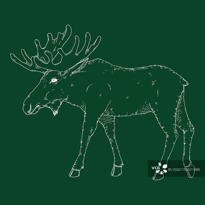 驼鹿侧面素描图片素材