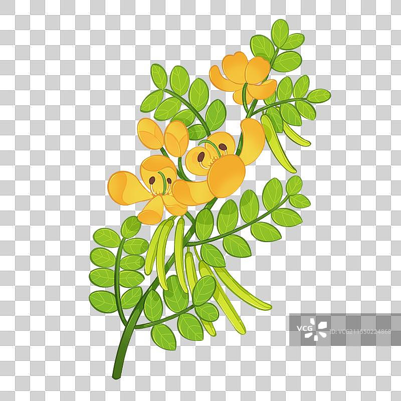 决明子插画图片素材