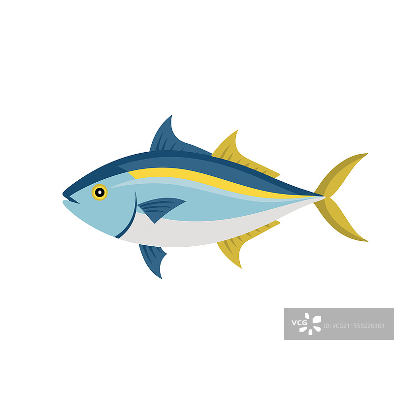 琥珀鲹鱼在白色背景上孤立展示图片素材