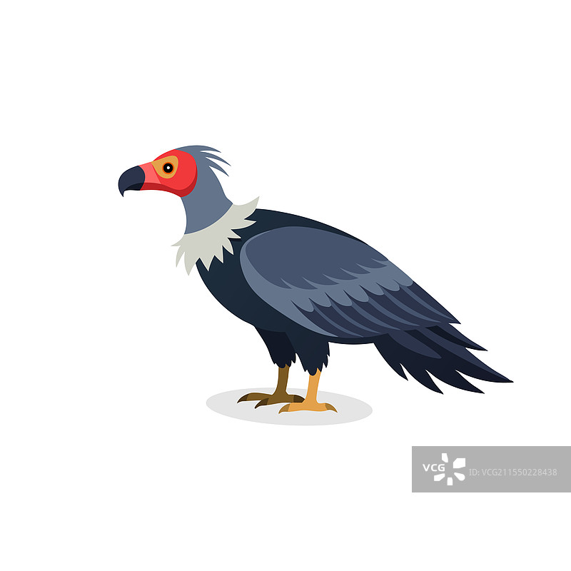 安第斯秃鹰鸟在白色背景上孤立展示图片素材