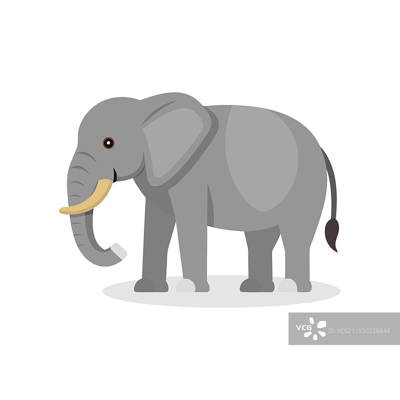 孤立在白色背景上的亚洲象动物图片素材