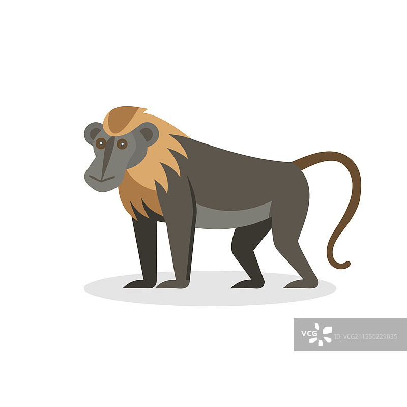猕猴侧面视图，白色背景下孤立展示图片素材
