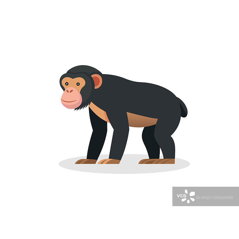 美丽的黑猩猩全身侧面视图，背景纯色图片素材