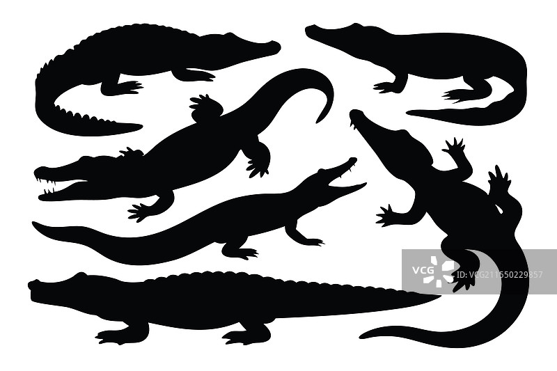 大蜥蜴轮廓集，独立平面展示图片素材