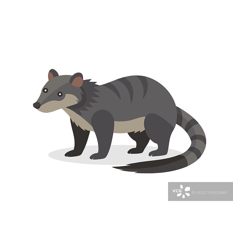 孤立在白色背景上的果子狸图片素材