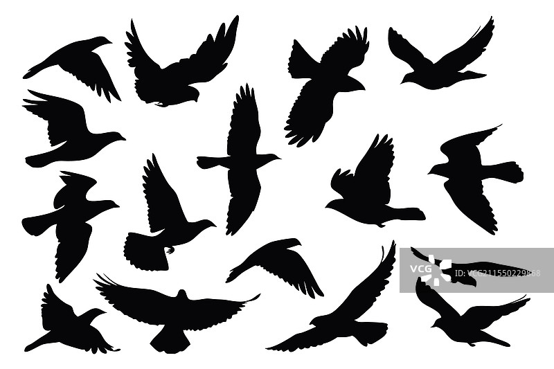 鸟类飞翔的剪影集，独立扁平设计图片素材