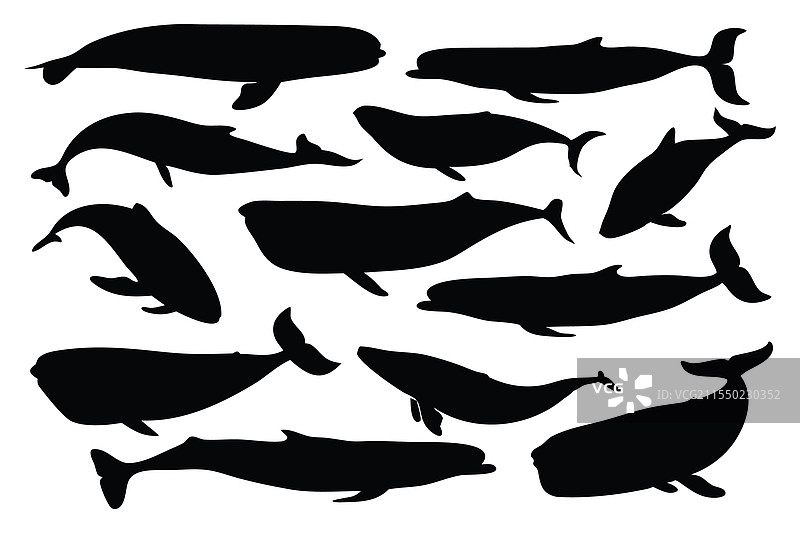 蓝鲸轮廓集，独立于白色背景图片素材