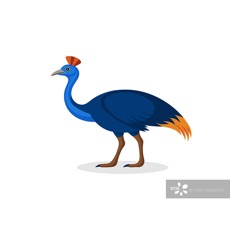 孤立的鸸鹋，白色背景图片素材