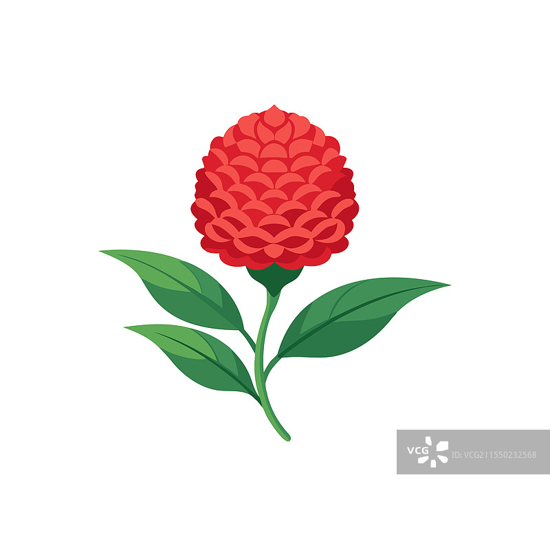 孤立的白色背景上的鸡冠花剪贴画图片素材