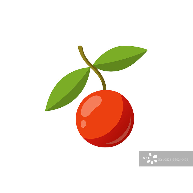 独活樱桃在白色背景上孤立展示图片素材
