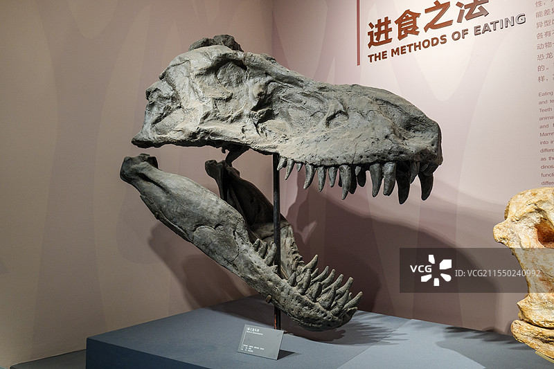 自贡恐龙博物馆恐龙头骨化石图片素材