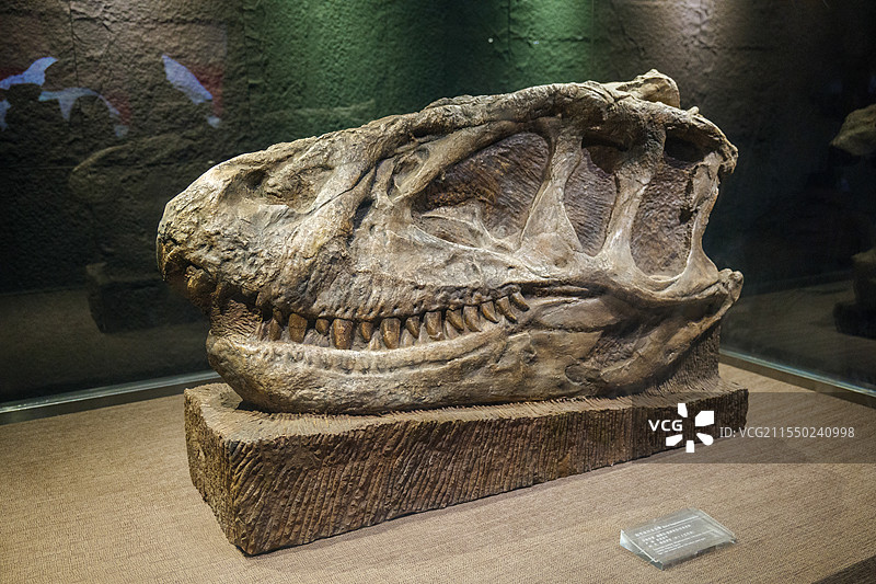 自贡恐龙博物馆恐龙头骨化石图片素材