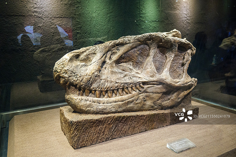 自贡恐龙博物馆恐龙头骨化石图片素材