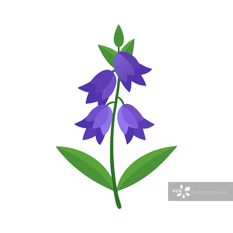 白色背景上孤立的剑兰花图片素材