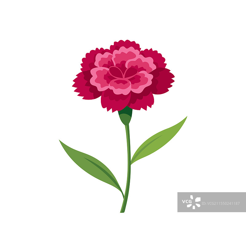 白色背景上孤立的石竹花图片素材