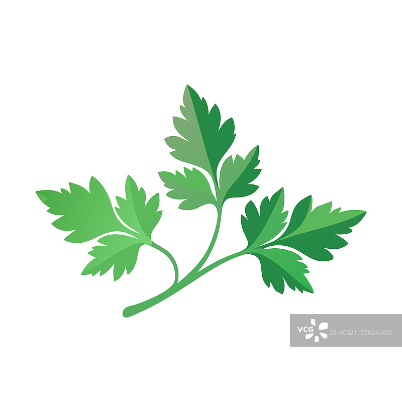 干香菜叶子孤立的平面插图图片素材