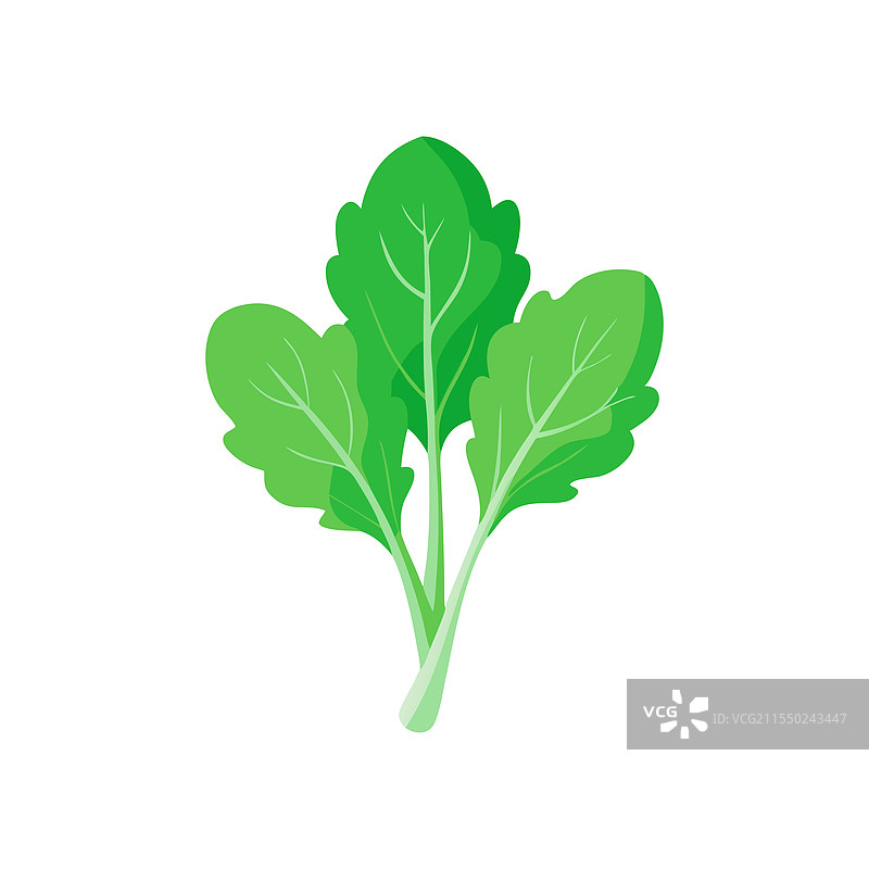 新鲜的绿色芝麻菜叶子，孤立在白色背景上图片素材