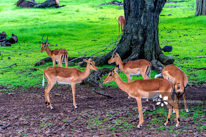 非洲毛里求斯卡塞拉自然公园的羚羊图片素材