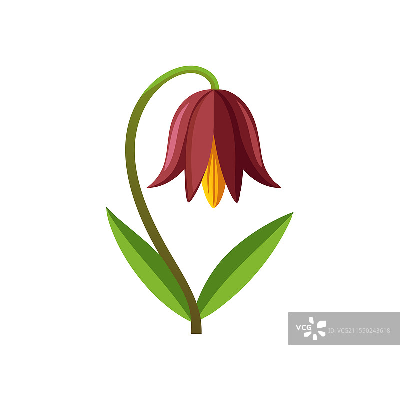 孤立在白色背景上的贝母花图片素材