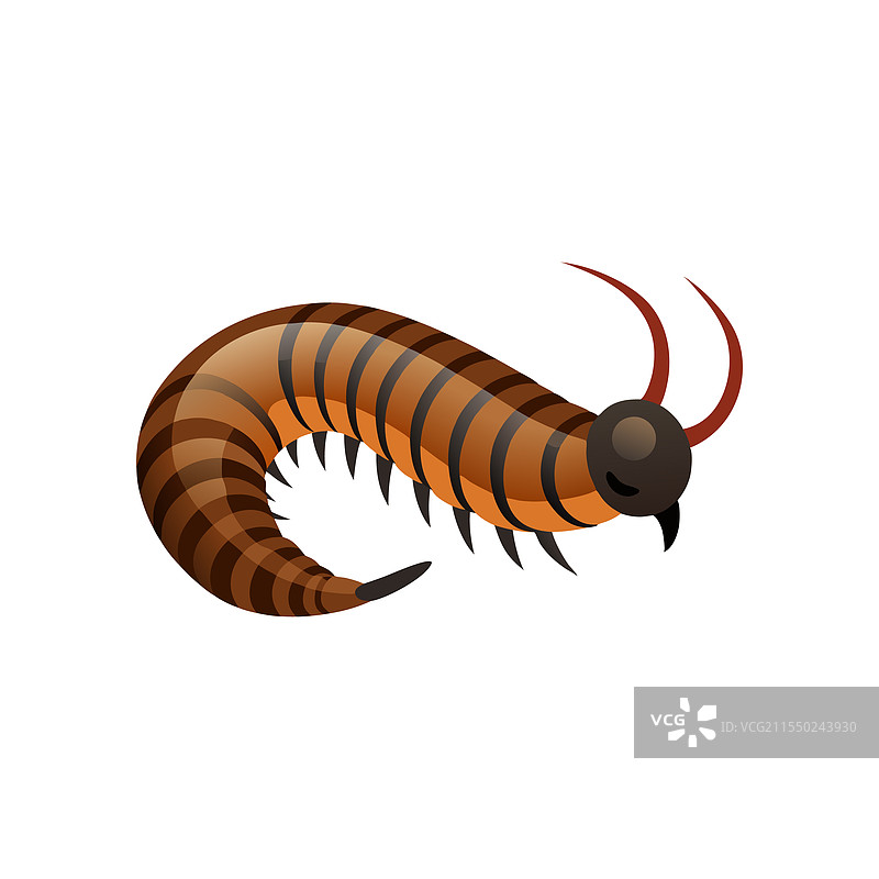 巨型非洲千足虫孤立在白色背景上图片素材