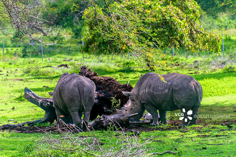 非洲毛里求斯卡塞拉自然公园的黑犀牛图片素材