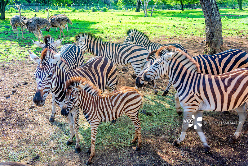 非洲毛里求斯卡塞拉自然公园的斑马图片素材