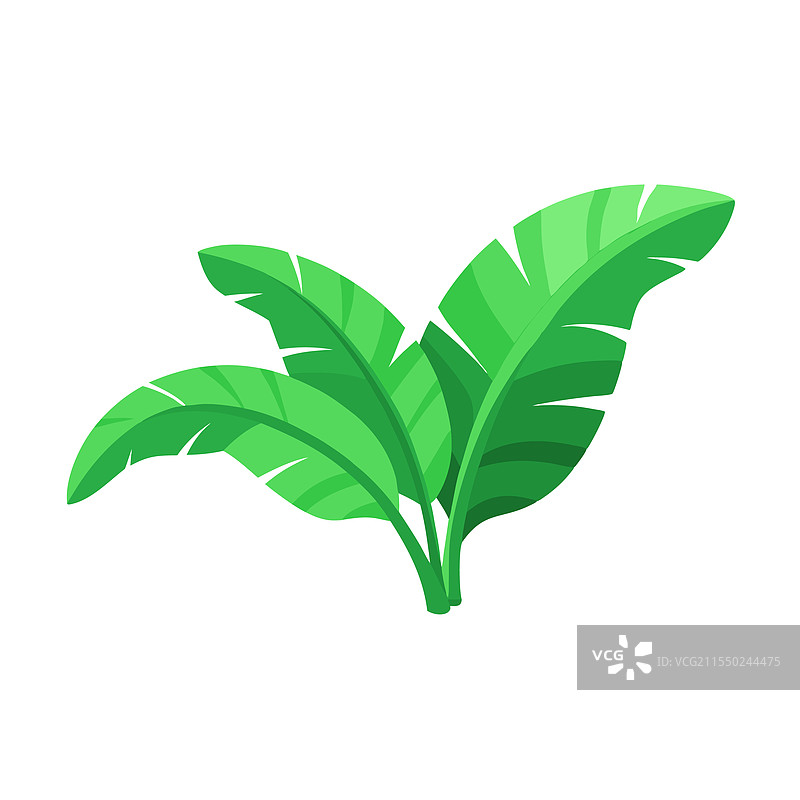 绿色新鲜的香蕉叶子，孤立在白色背景上图片素材