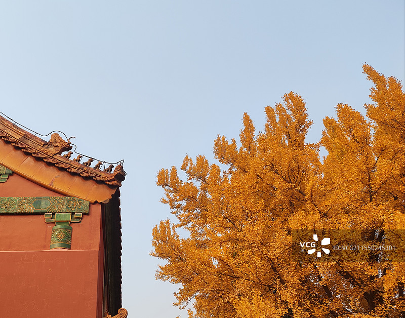 故宫银杏与五小兽图片素材